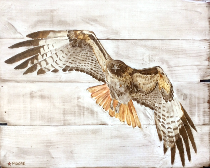Keith Moore - Red tail hawk