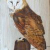 Keith Moore -Barn Owl