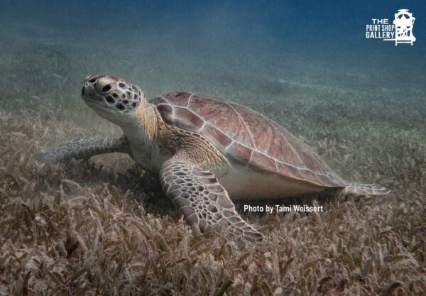 Sea Turtle by Tammi Weissert with PrintShop Watermark
