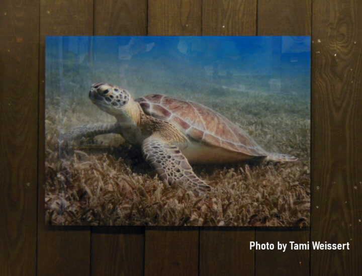 Tammi Weissert Turtle print on glass